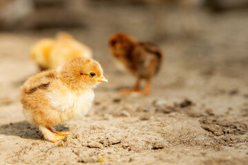 portrait of Easter little fluffy yellow chicken walking in the yard of the village on a Sunny spring day