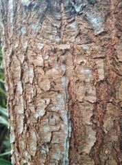 bark of a brown tree 
