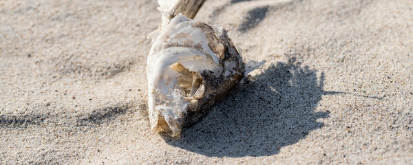 dried fish skeleton lying on the sand