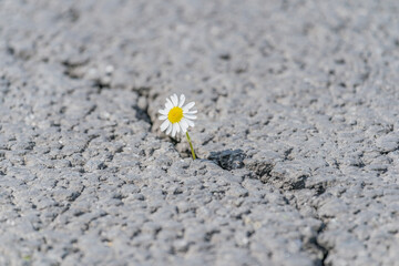 Fototapeta na wymiar beautiful daisy grows through a crack in the asphalt