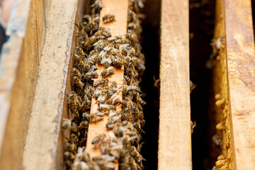Bee hives in care of bees with honeycombs and honey bees. beekeeper opened hive to set up an empty frame with wax for honey harvesting.