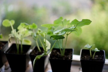 Seedlings in a window