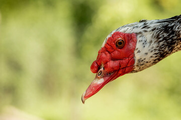 Portrait of a duckling. Duck head close up. Macro shot. Black bird. Black domestic ducks