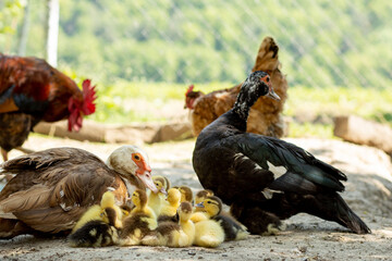 Mother duck with her ducklings. There are many ducklings following the mother.