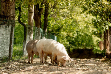 Pigs walk on the road in the countryside. Rural landscape.
