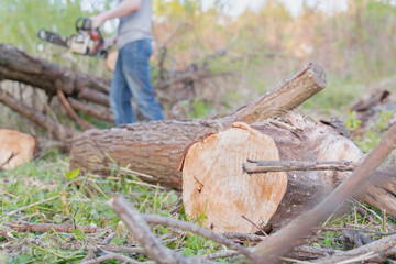 Fototapeta premium farmer sawing a tree with a chainsaw, selective focus, focus on the foreground, blurry background