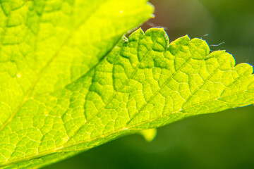 Fresh green leaf texture macro closeup. leaf background.