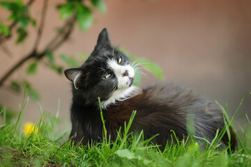 A black and white cat lies with its back to the camera and looks back. Selective focus on the eyes.