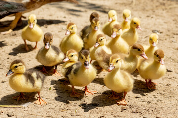 Mother duck with her ducklings. There are many ducklings following the mother.