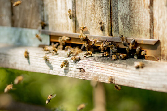 A lot of bees returning to bee hive and entering beehive with collected floral nectar and flower pollen. Swarm of bees collecting nectar from flowers. Healthy organic farm honey.