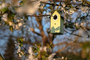 Birdhouse in spring with blossom cherryflower