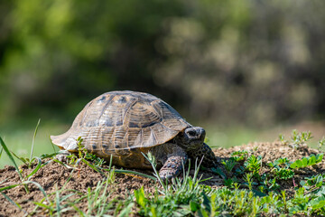 Closeup of a beautiful turtle portrait. Turtle crawling on a green grass