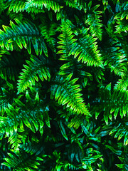 Panele Szklane  Tropikalna roślina, piękne zielone liście paproci w lesie. Tło.