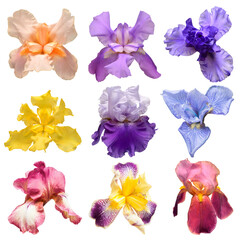 Collection of multicolored irises flowers isolated on white background. Hello spring. Flat lay, top view. Object, studio, floral pattern