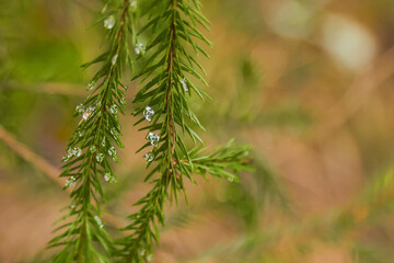 Green fir tree branch with drops of water in the forest with sun rays