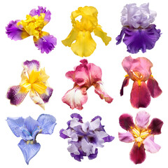 Fototapeta na wymiar Collection of multicolored irises flowers isolated on white background. Hello spring. Flat lay, top view. Object, studio, floral pattern