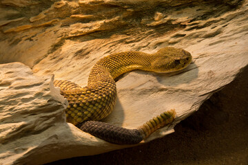 Mexican west coast rattlesnake, Mexican green rattler (Crotalus basiliscus). © Elena