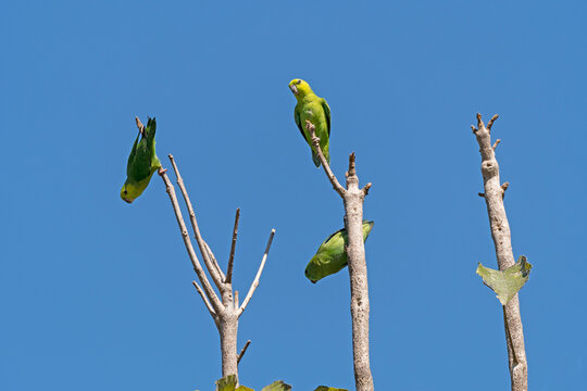 Dusky Billed Parrotlet in the Trees