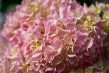 close up of a pink hydrangea