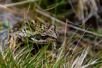 Mountain frog camouflaged behind some grass