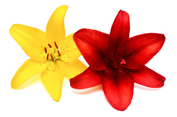 Beautiful lily flower yellow and red isolated on white background
