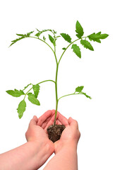 Tomato seedling with ground and roots in hands isolated on a white background