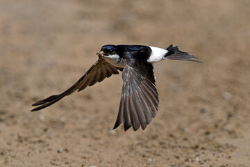 fliegende Mehlschwalbe (Delichon urbicum) mit Nistmaterial im Schnabel - flying house martin
