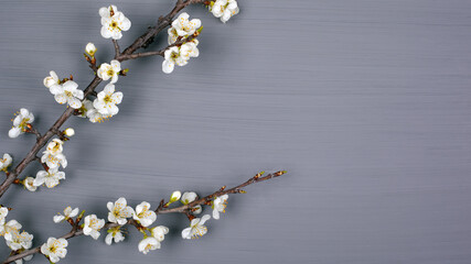 gray background with branches of white flowers of cherry copy space, top view