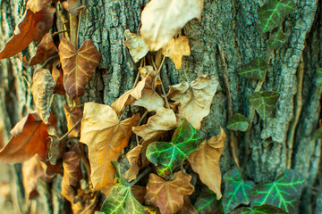 autumn leaves on a tree