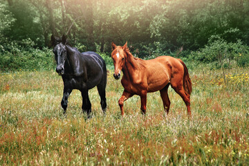 couple of horses walking in a meadow