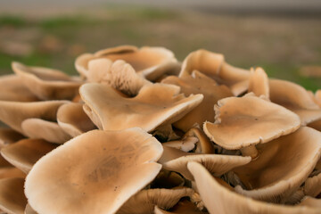 mushrooms in the grass