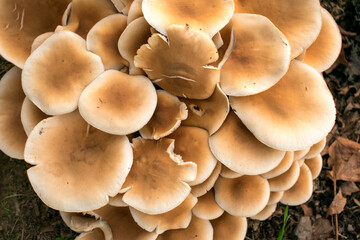 mushrooms on the ground
