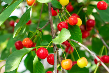 cherries on the tree