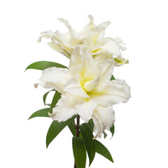 Bouquet of beautiful white lily terry flowers isolated on white background