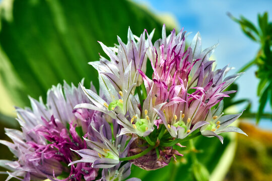 Colorful, blooming chives during spring in a garden in Poland.