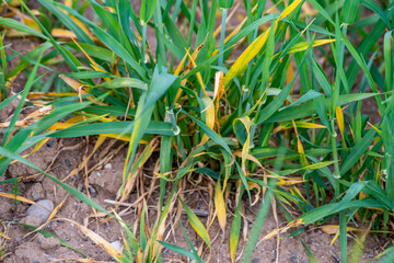 Powdery mildew disease of wheat crop and health icons