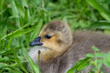A closeup of a gosling's face.   Vancouver BC Canada
