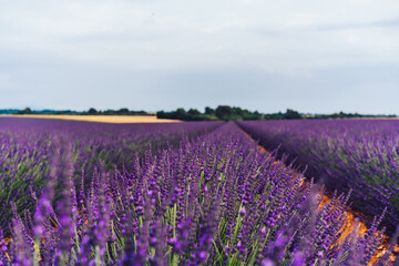 scenery nature landscape, beautiful lavender fields on farmland