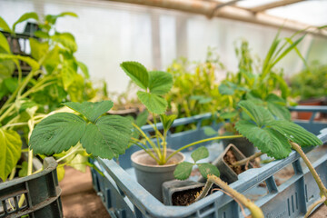strawberry seedlings in a greenhouse on an organic farm