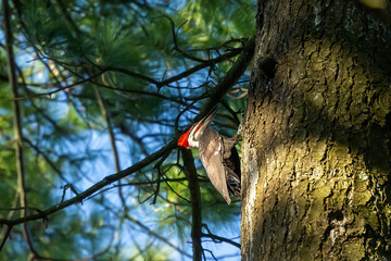 Bird. The pileated woodpecker (Dryocopus pileatus) is a woodpecker native to North America.