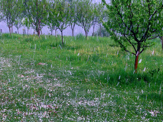Hailstorm in an orchard