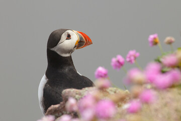atlantic puffin or common puffin on the west coast of Scotland