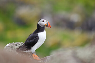 Portrait of a puffin from the west coast of Scotland