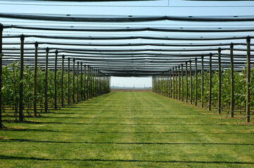 Rows of golden delicious apple trees in an orchard