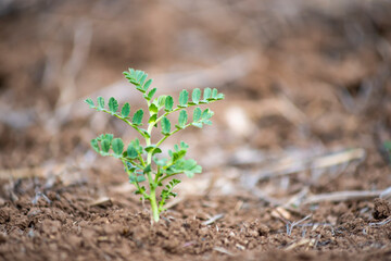 Modern and smart chickpea crop and farming consept