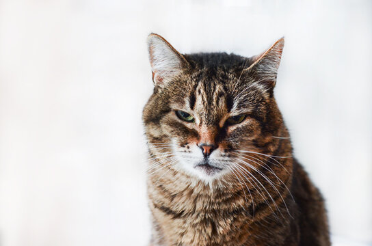  Close-up of an adult tabby cat black brown and gray portrait sitting on a white background.