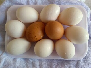 white and yellow eggs all together