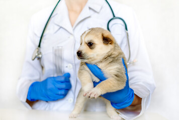 Vet holding a couple of cute puppies. Cute newborn dog is sleeping. Care and treatment in a vet clinic