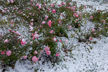 Bushes of pink roses under the first snow, late autumn, early winter