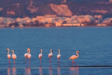A group of greater flamingo (Phoenicopterus roseus) with Sant Carles de la Rapita in the background